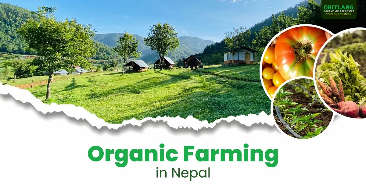 https://www.chitlang.com/organic-farming-in-nepal/