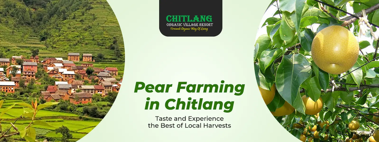 https://www.chitlang.com/pear-garden-in-chitlang/