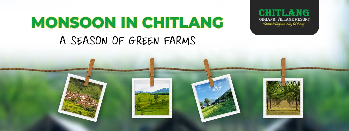 Monsoon in Chitlang: A Season of Green Farms