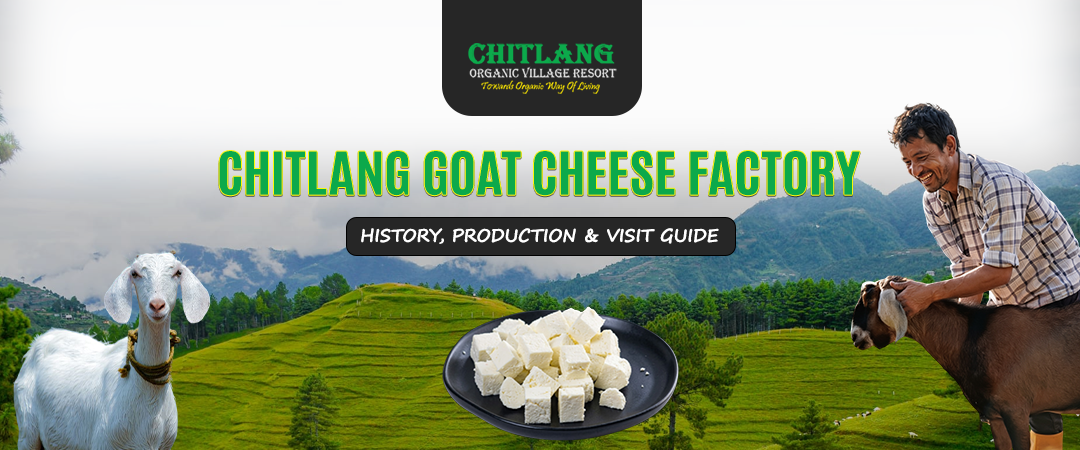 Chitlang Goat Cheese Factory: History, Production & Visit Guide